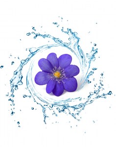 Ανθόνερο Βιολέτα 